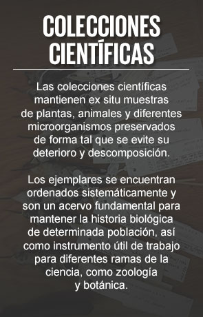 Reino
