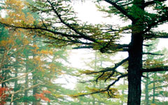 El bosque de los suicidas