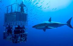  El rey de los mares 