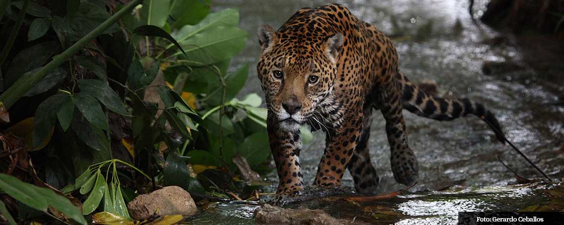 población Jaguar