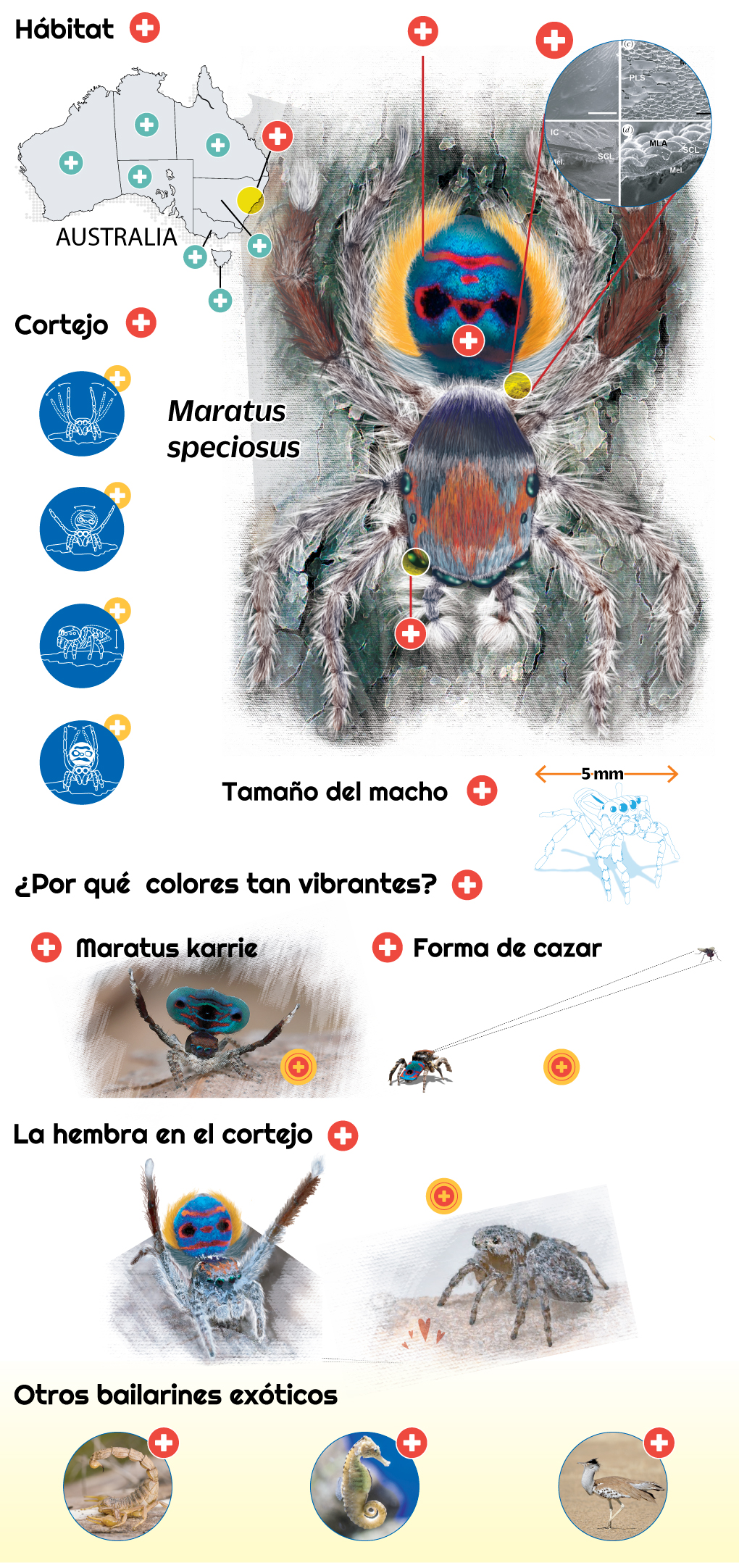 infografía - La ley del deseo