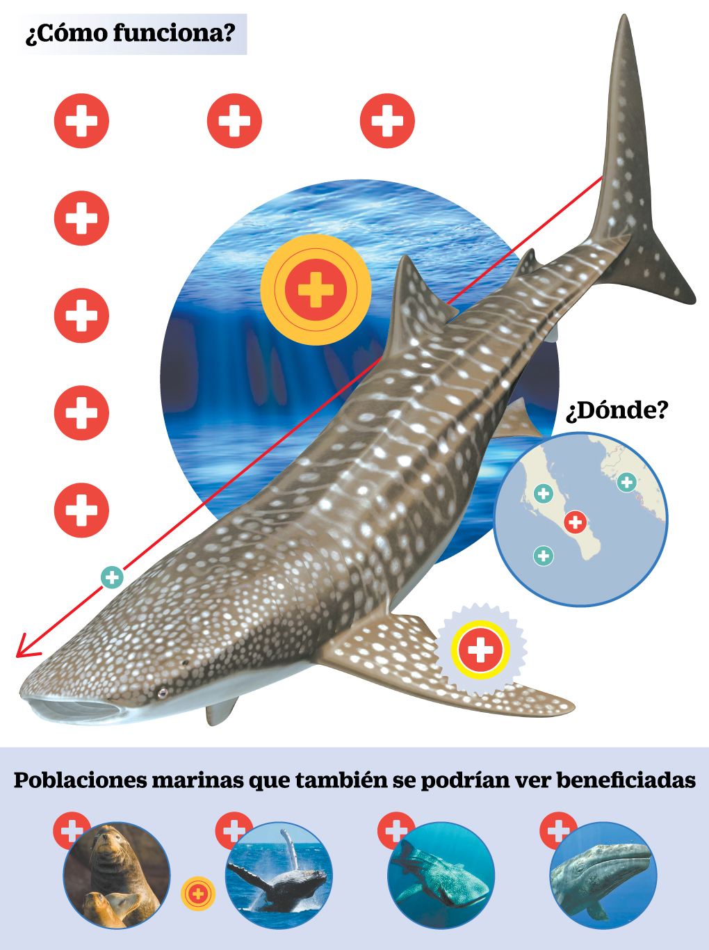 infografía - Tiburón Ballena