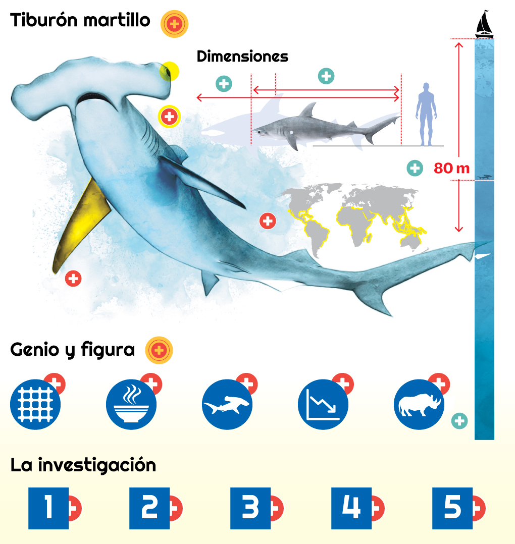infografía -  Tiburones Martillo