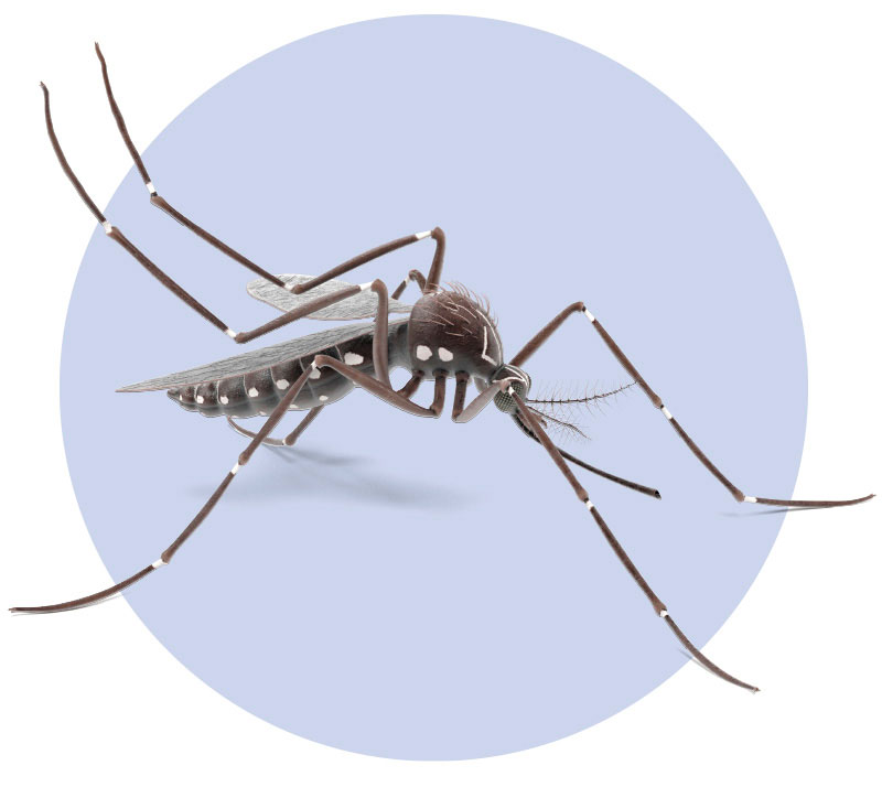 Aedes aegipty