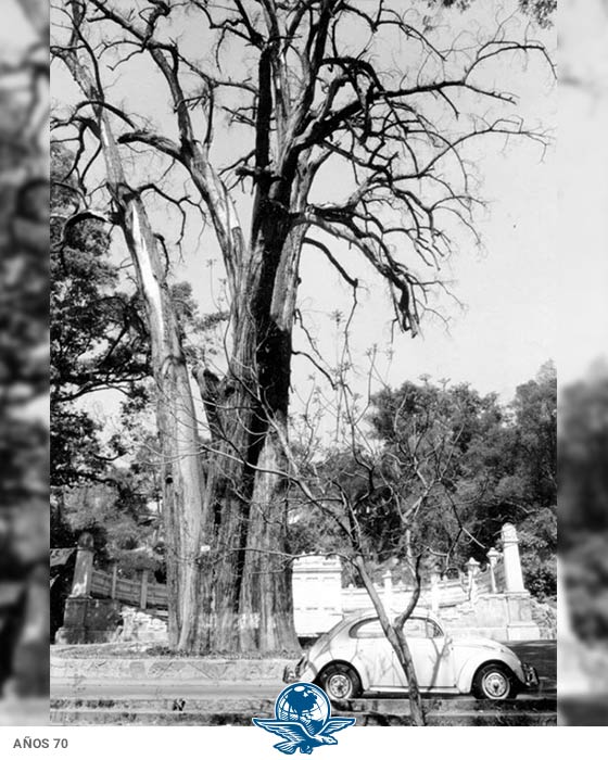 Mochilazo en el tiempo, El ahuehuete llamado “Sargento”, frente al monumento del Escuadrón 201, Bosque de Chapultepec.