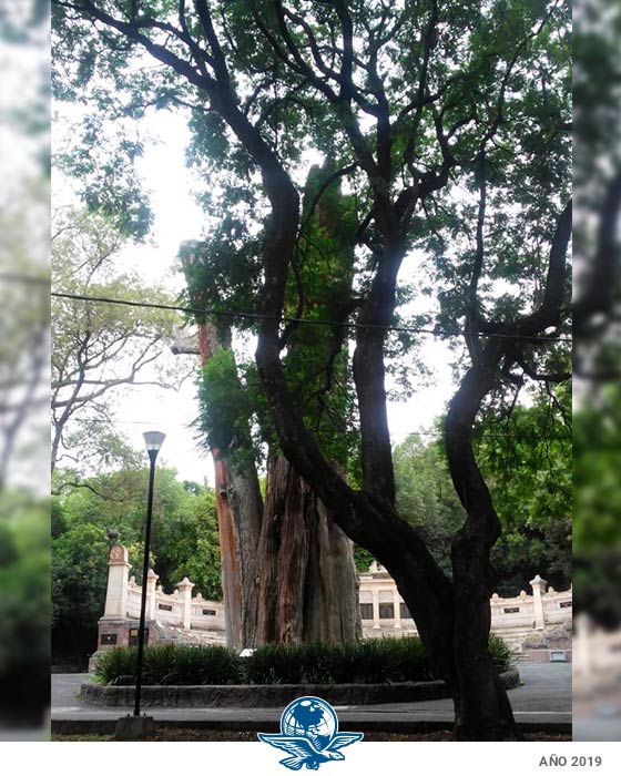 Mochilazo en el tiempo, El ahuehuete llamado “Sargento”, frente al monumento del Escuadrón 201, Bosque de Chapultepec.