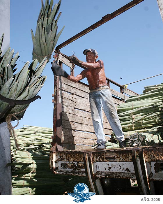 Mochilazo en el tiempo, El maguey, la planta de los paisajes mexicanos
