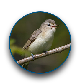 Vireo o jiblanco