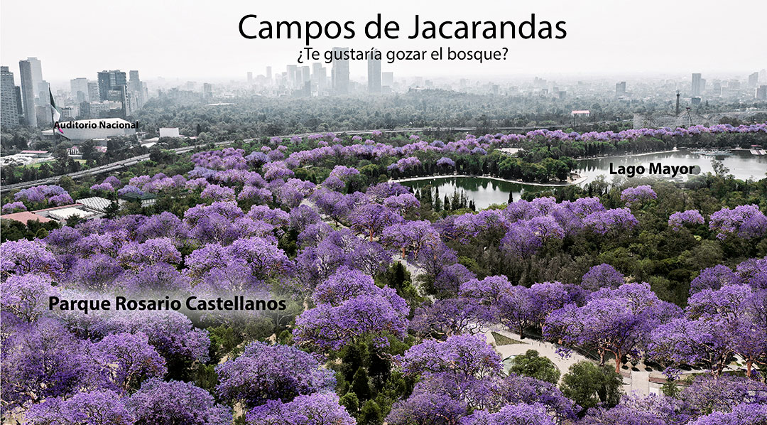 Campos de Jacarandas después