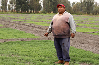 Es el caso de Miriam y Ángel,  quienes han dedicado prácticamente toda su vida a la siembra y cosecha de verduras, entre ellas, el romerito