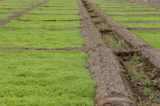 “Después de ahí le damos un tiempo de ocho a diez días para volver a dar otro riego, para que la semilla termine de tronar”, comentó Miriam Pineda, agricultora