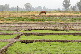 Según la Sader, para los agricultores de la CDMX, el romerito representa una fuente importante de ingresos económicos, de alrededor de nueve millones de pesos por temporada.