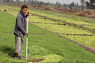 Para la temporada de otoño-invierno 2019 se estima una producción de romeritos de alrededor de 1,634 toneladas de este producto en una superficie de 210 hectáreas en Tláhuac y Xochimilco